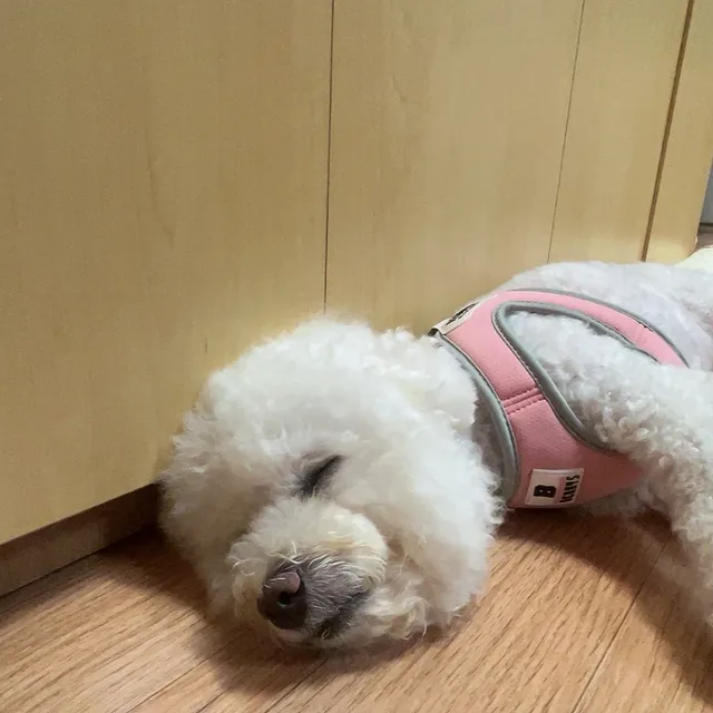 각화동당근