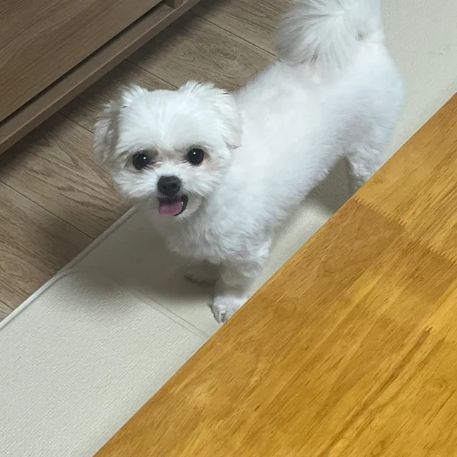 뭉치마요
