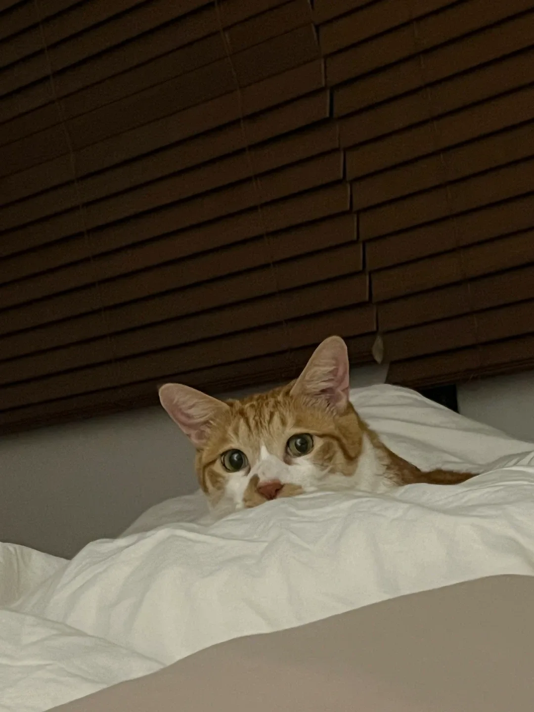 덕철이