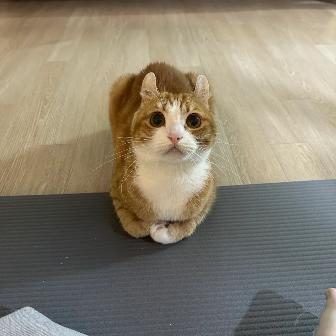 버들