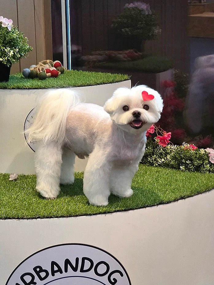이사듄비