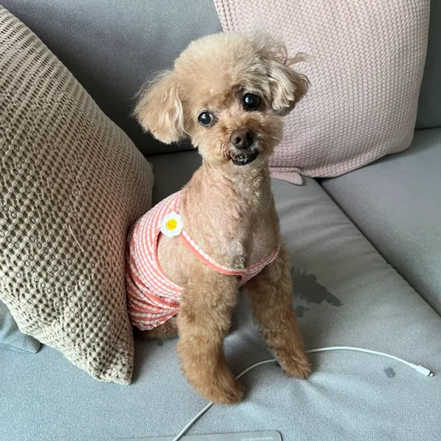 까루