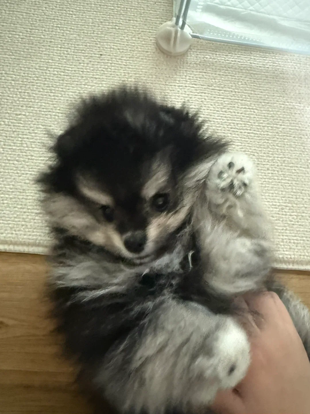 보리보리