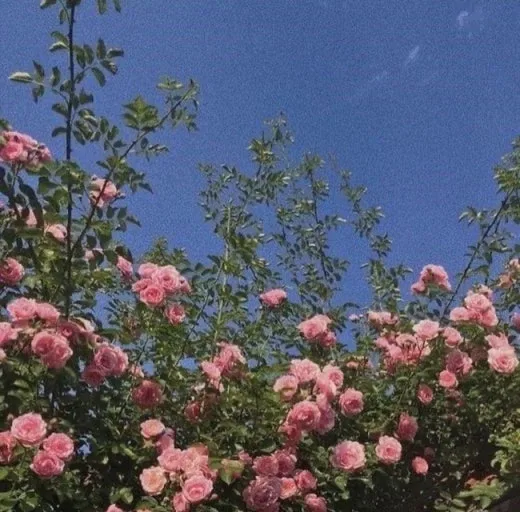 예삐