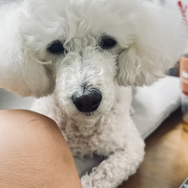 블루지니82