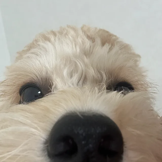 마깽바보