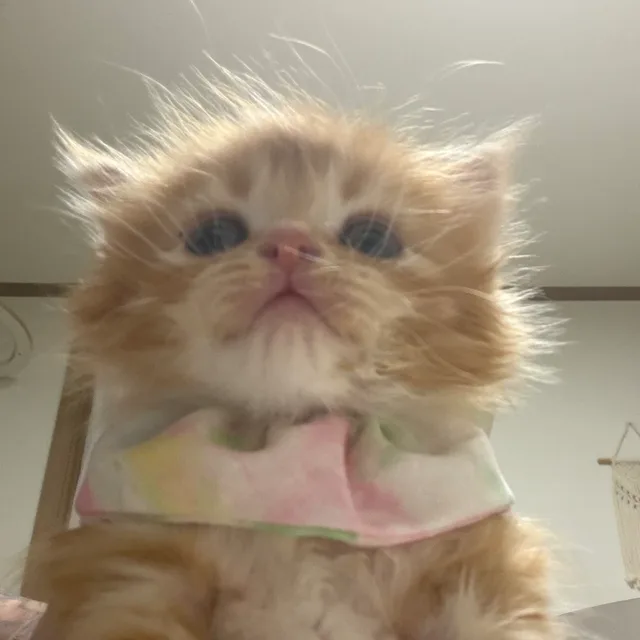 뽀야미