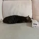 오호이