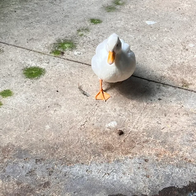 행운이