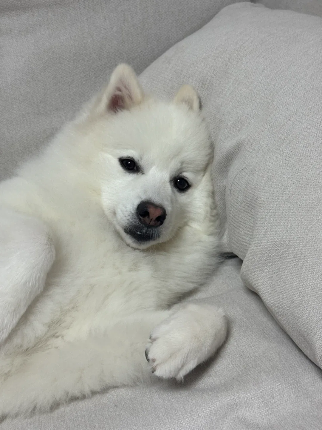 호연