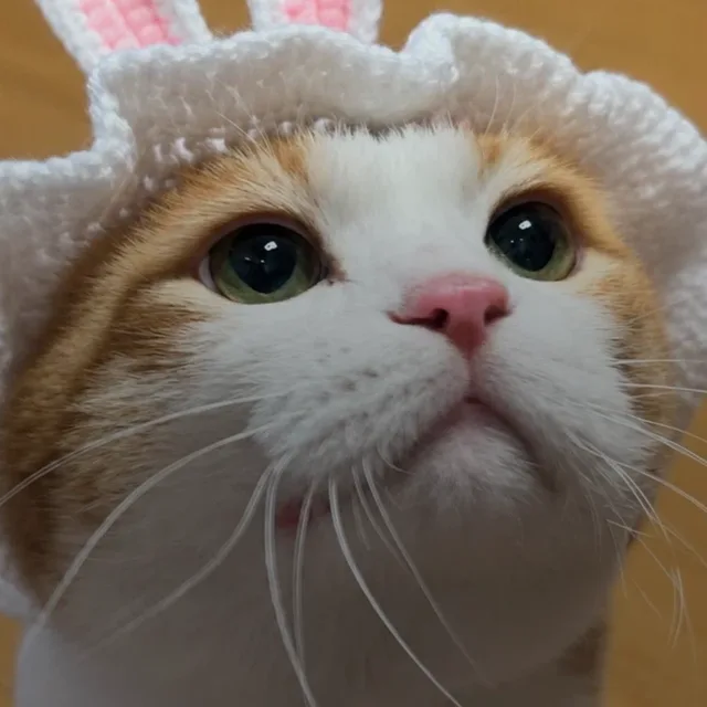 눈누나