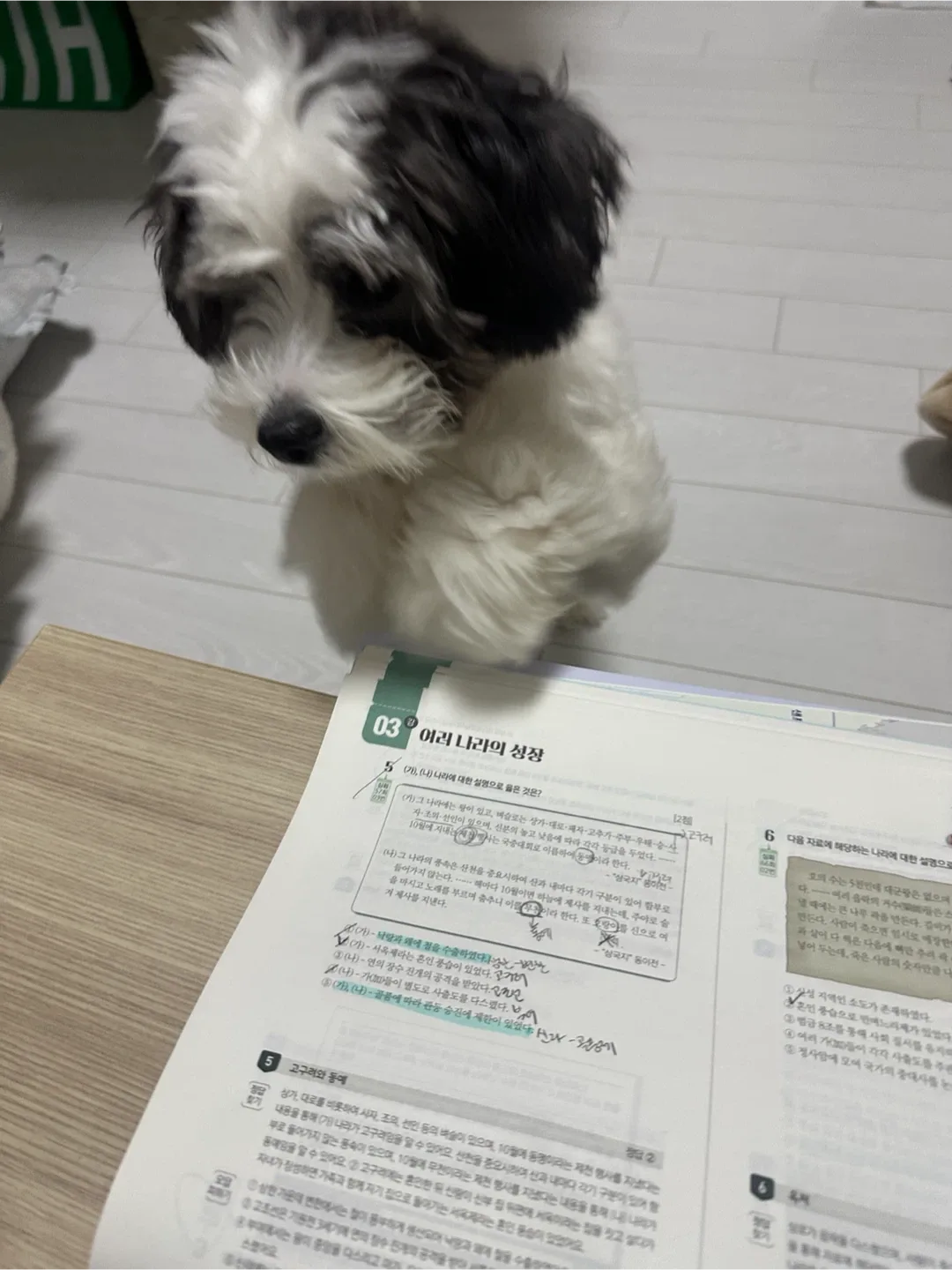 냥냥펀치