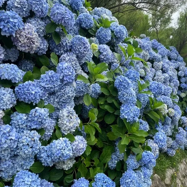 물병자리