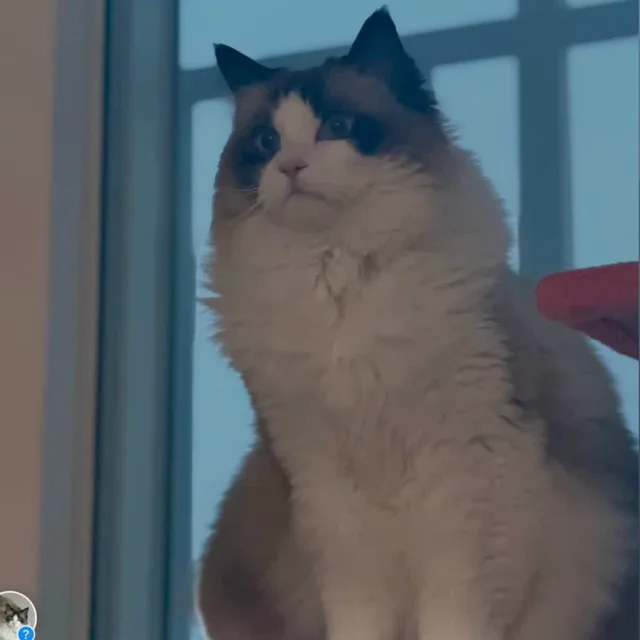 방배동길냥이