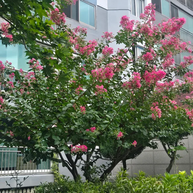 비니맘