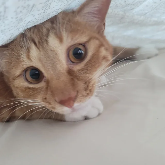 꼬미아버지