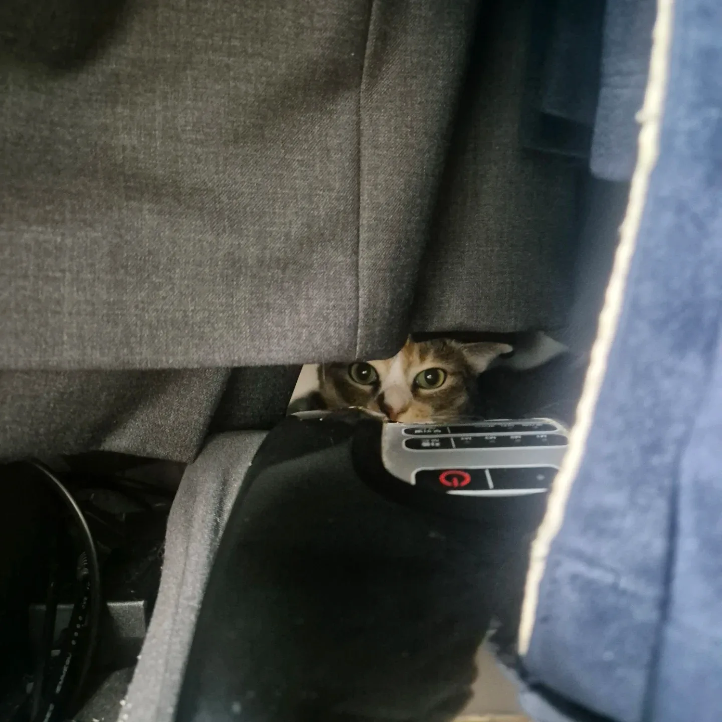 토시리