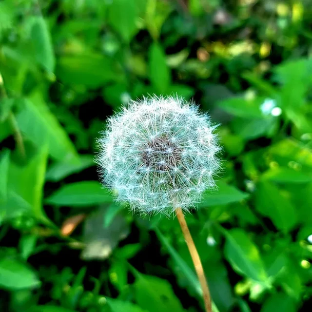 백리사우