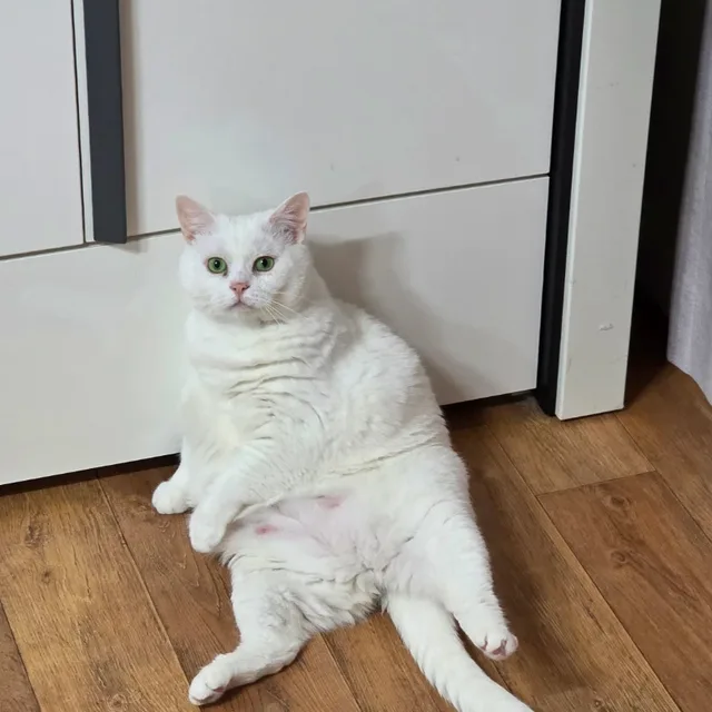 빵순이집사