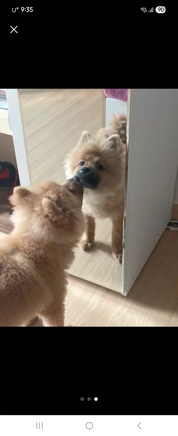 루피