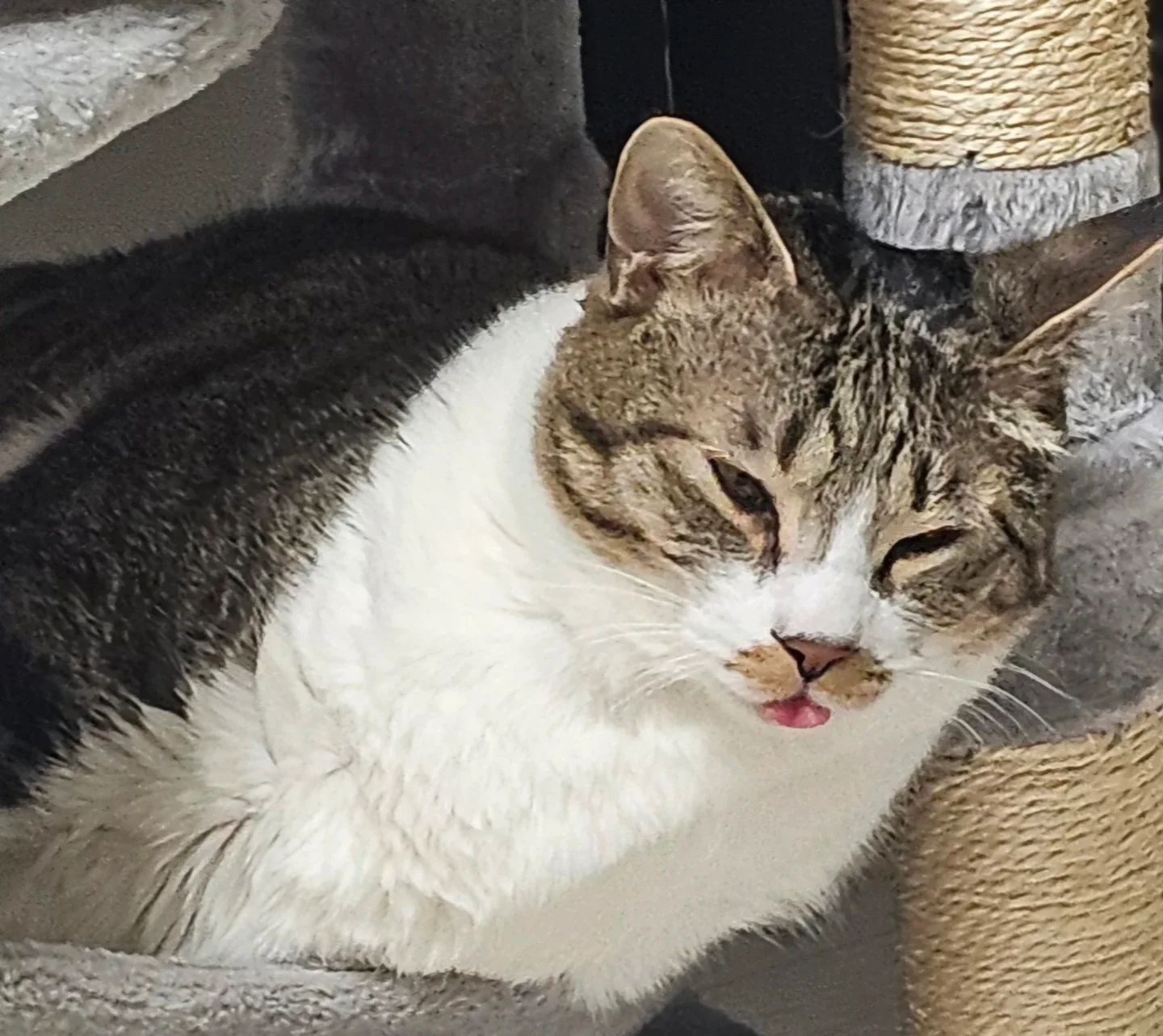 바이올렛