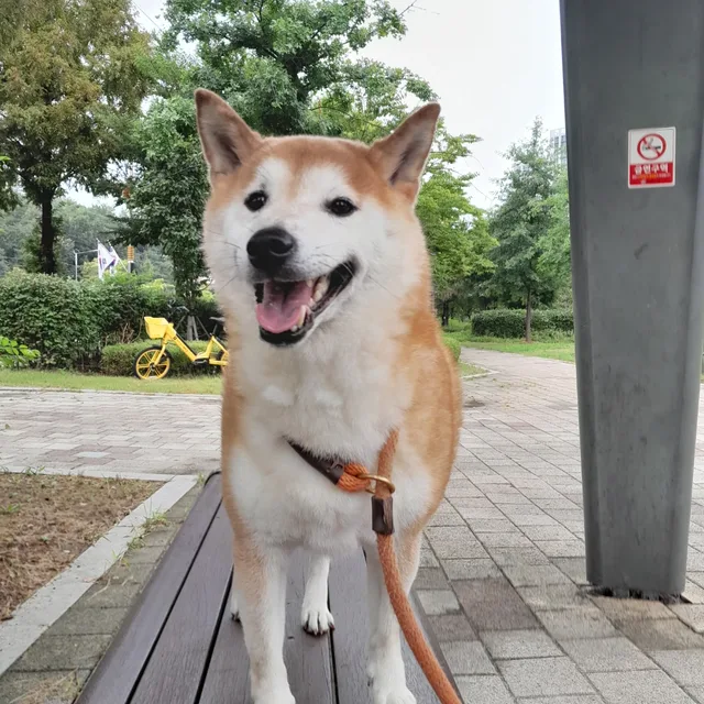 무무