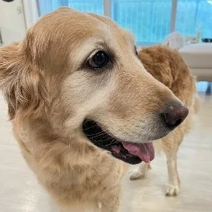 빙카