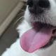 사랑둥이