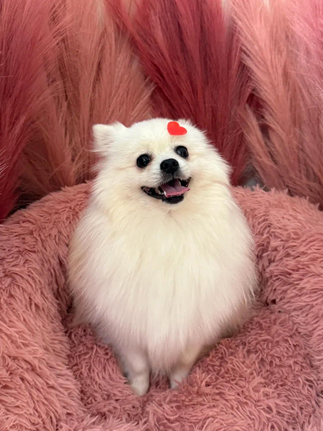 아룽이