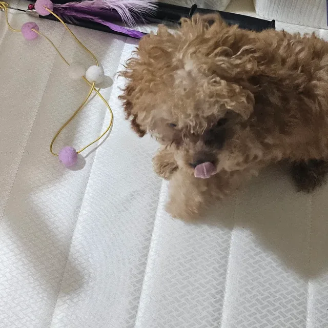 6시네고안됩니다