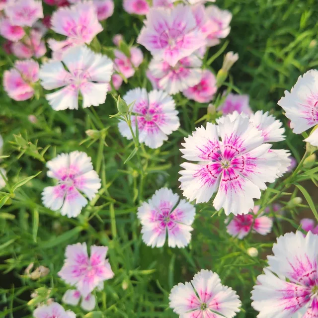 당근주세요