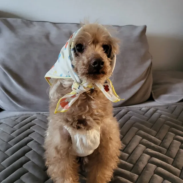 쪼꼬아빠