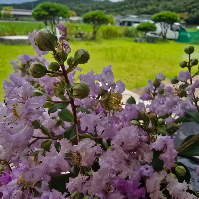 향기