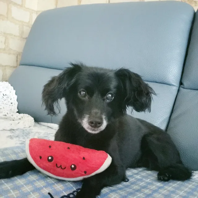 해피