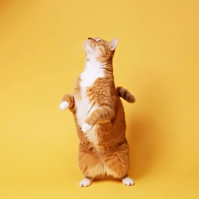 여행자