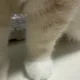 강바타