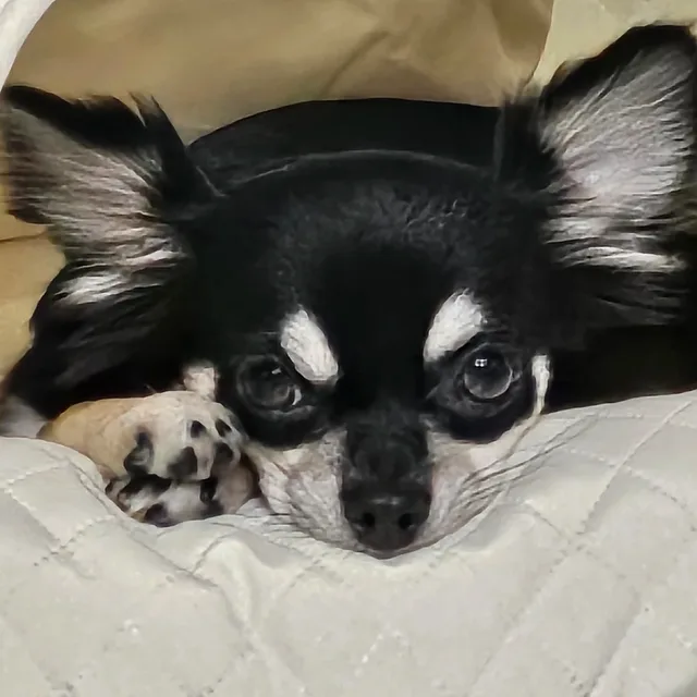 몽몽이