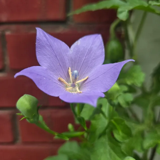 녹양이