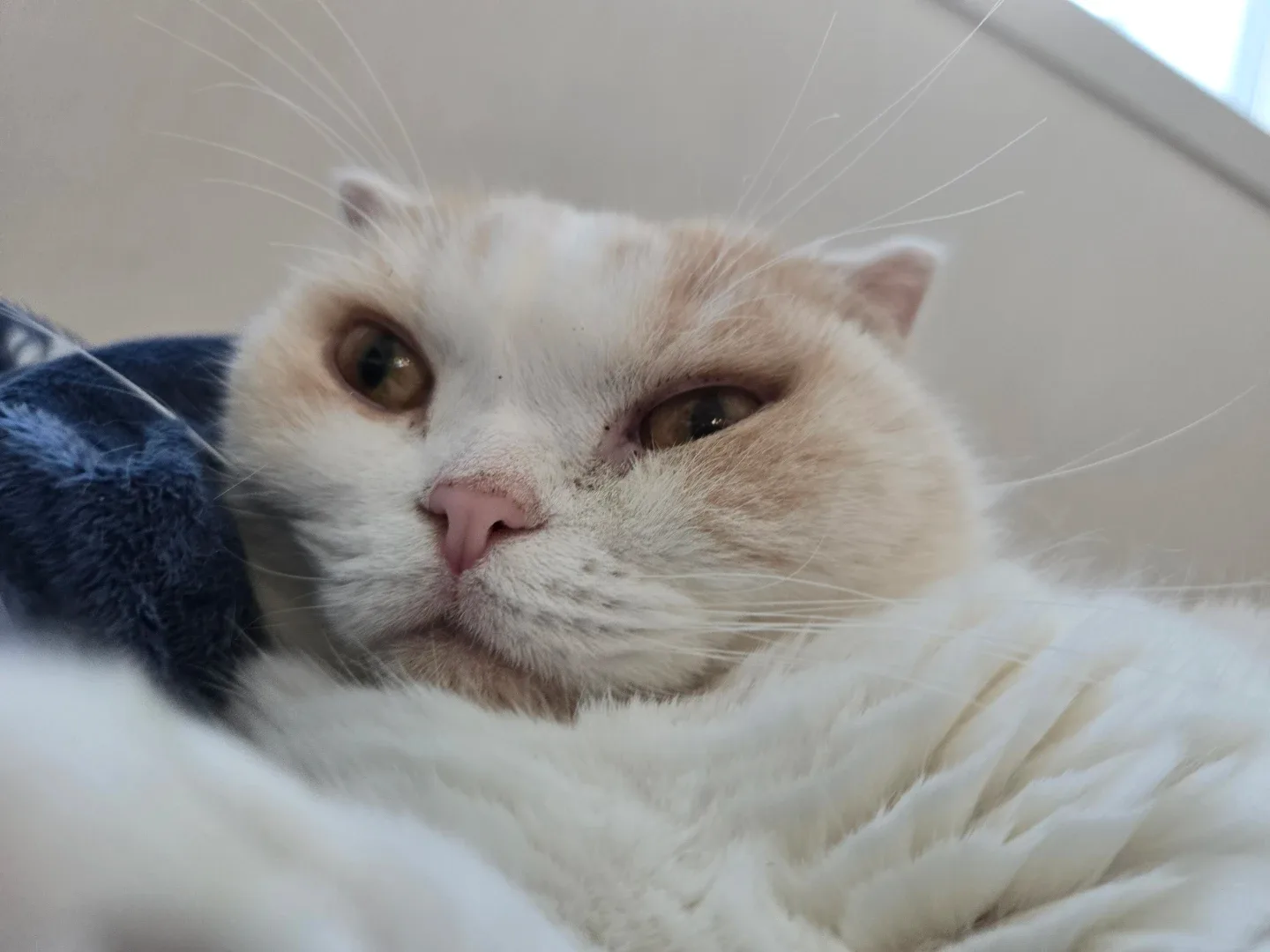 제니산이
