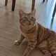 랭이