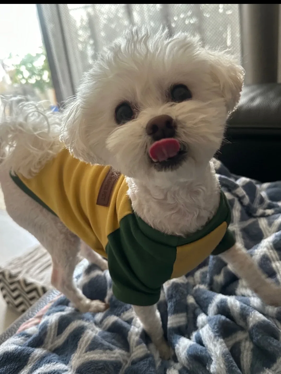 또리네