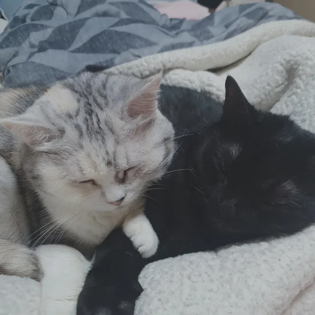 흑곰