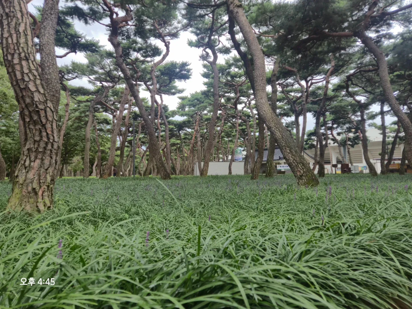 오드리
