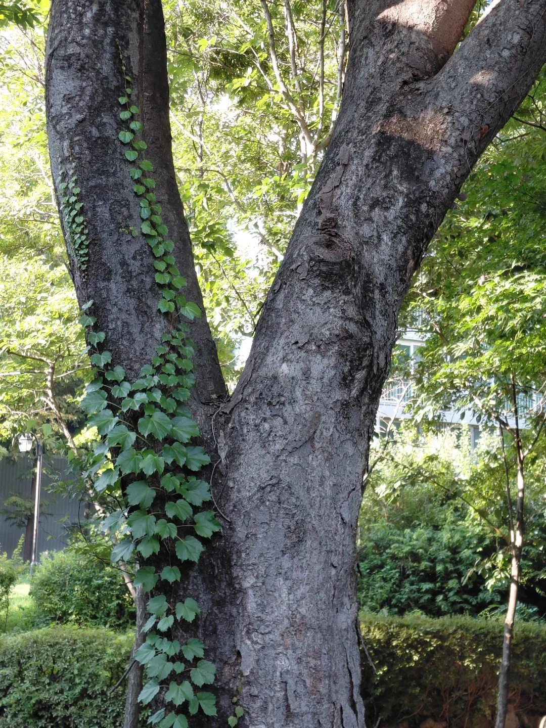 어싱