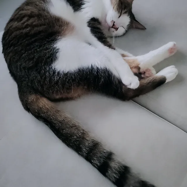 당근홀릭
