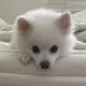 당당