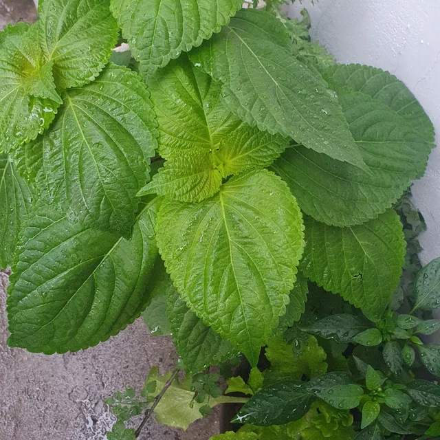 블랙스완