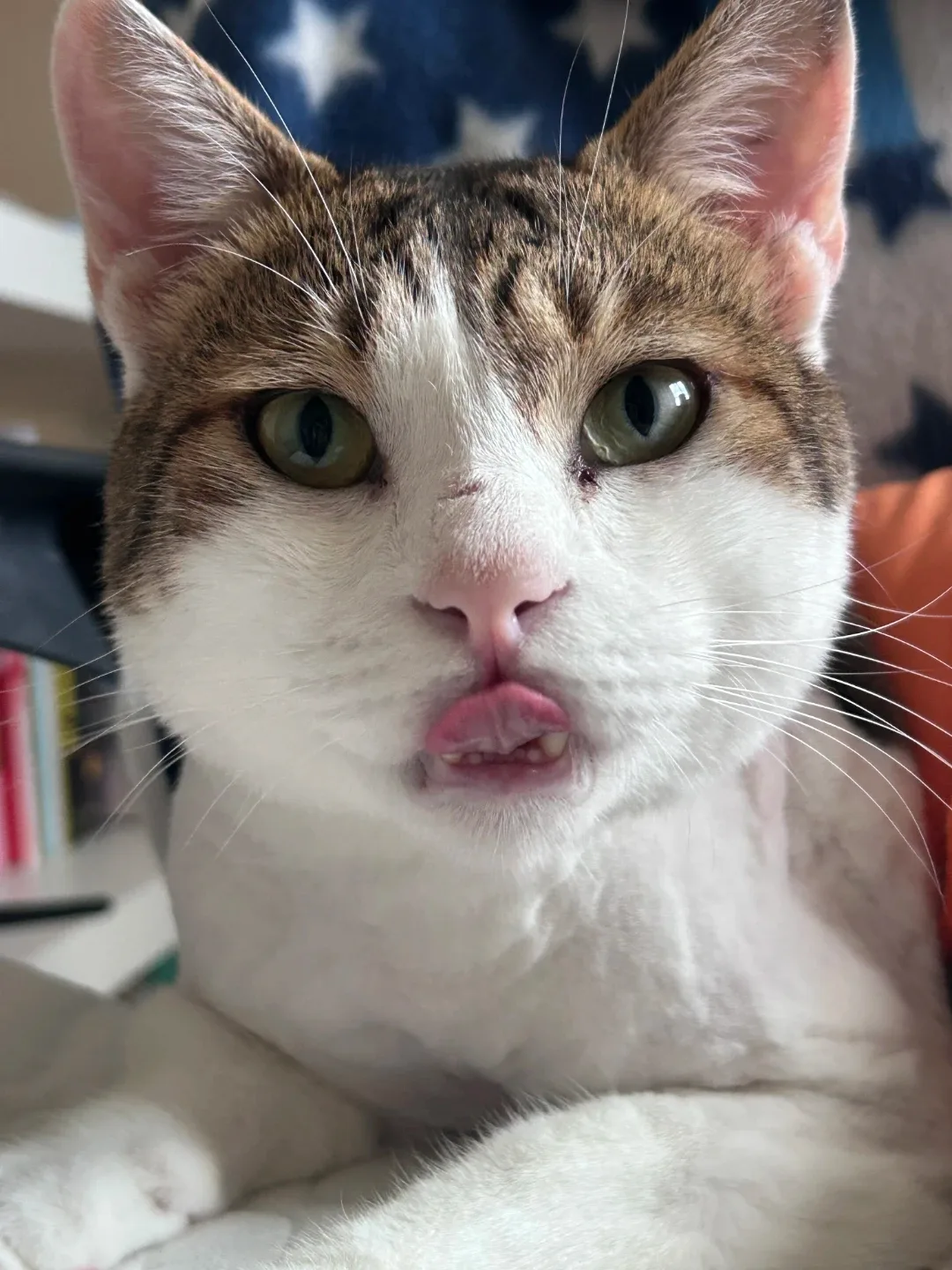 배변마스터