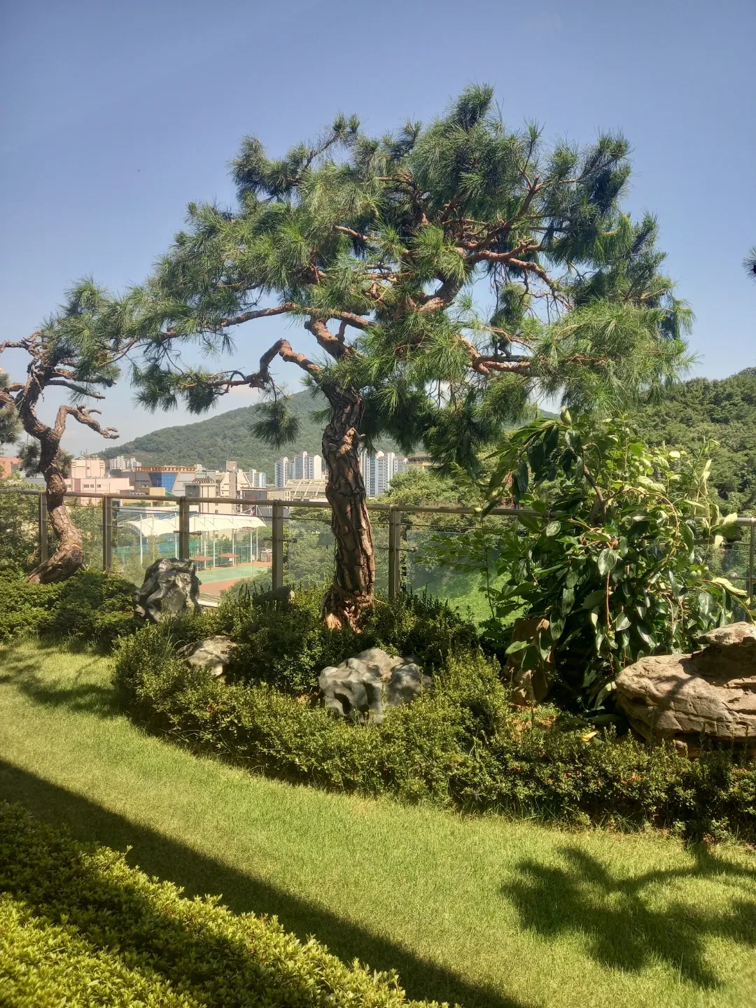 소나무