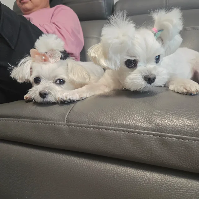 예삐